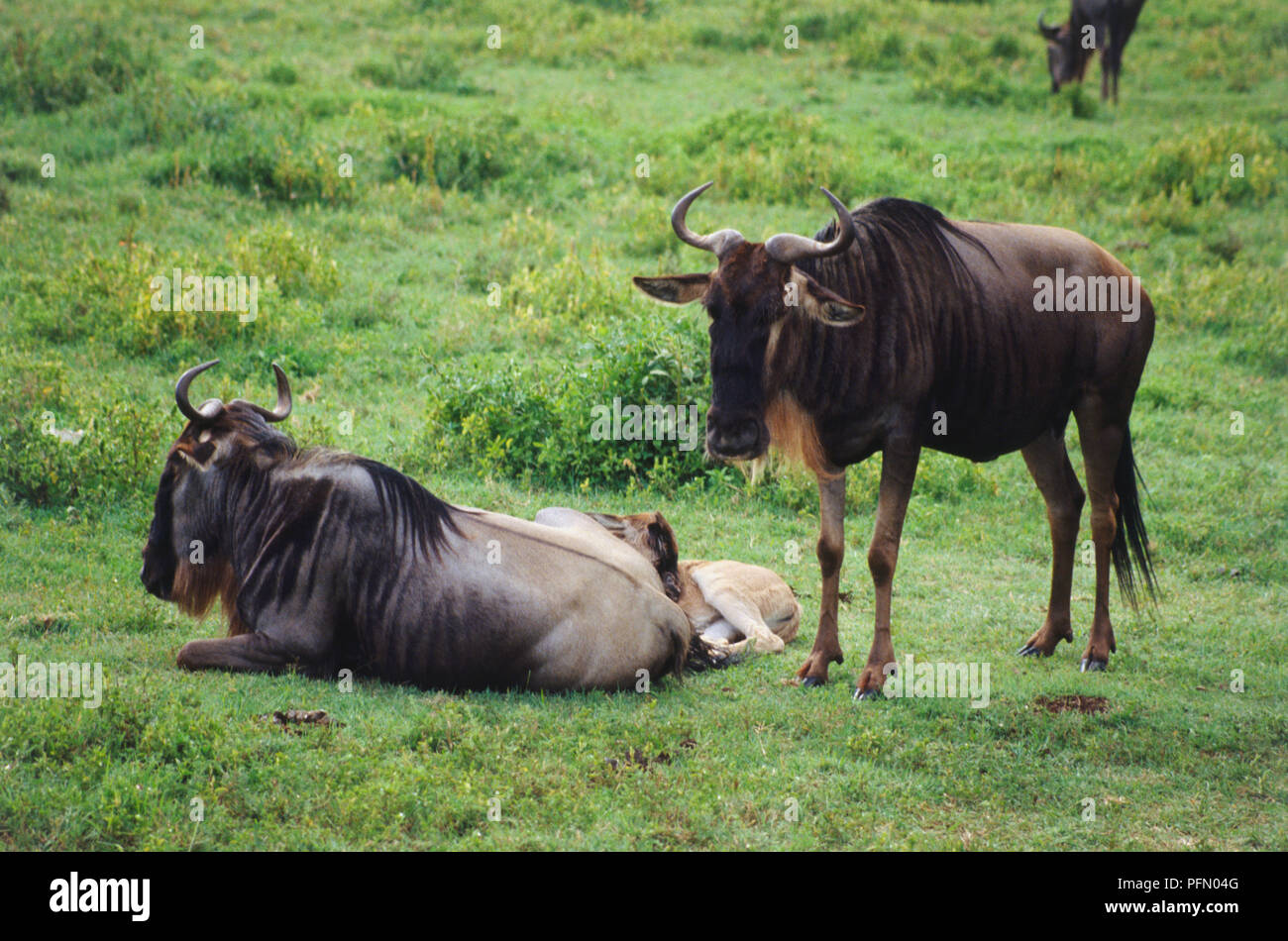 Wildebeest, Connochaetes taurinus, grazing in open grassland, young wildebeest behind adult lying down, another standing, dark brown body, long dark mane, white beard, long curled horns, long tail. Stock Photo