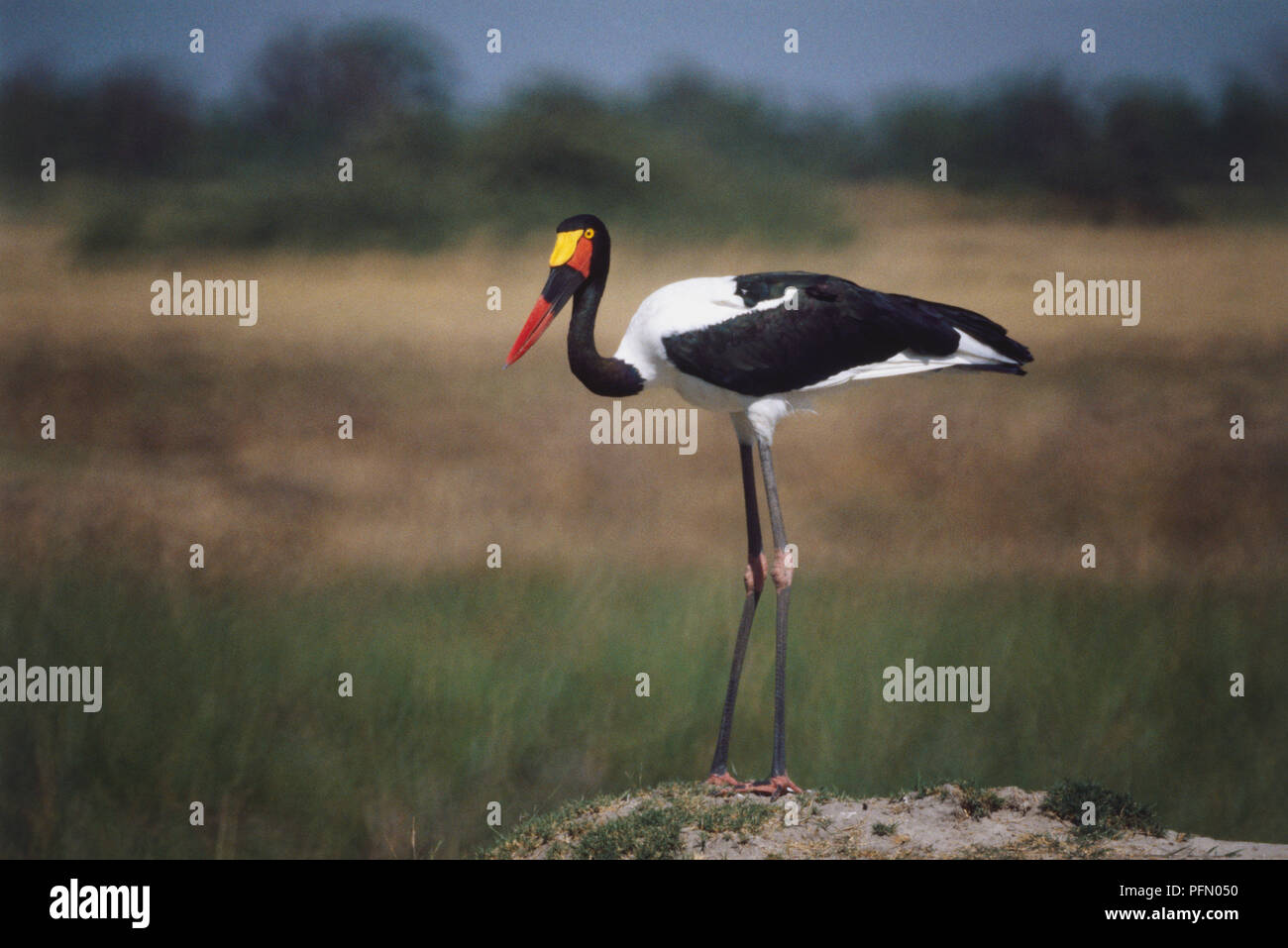 Long-Toed Plover, Vanellus crassirostris, black and white plumed bird, jointed legs, elogated neck, yellow head and a thin red bill, standing on rock before a savanna, side view. Stock Photo