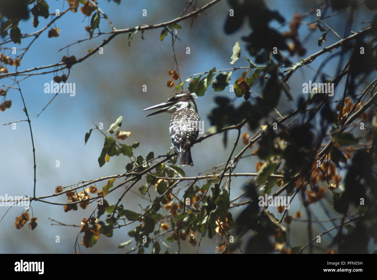Rear view of Pied Kingfisher, Ceryle rudis, black and white speckled feathers, long thin bill, perching on leafy branch in tree, head and beak in profile. Stock Photo