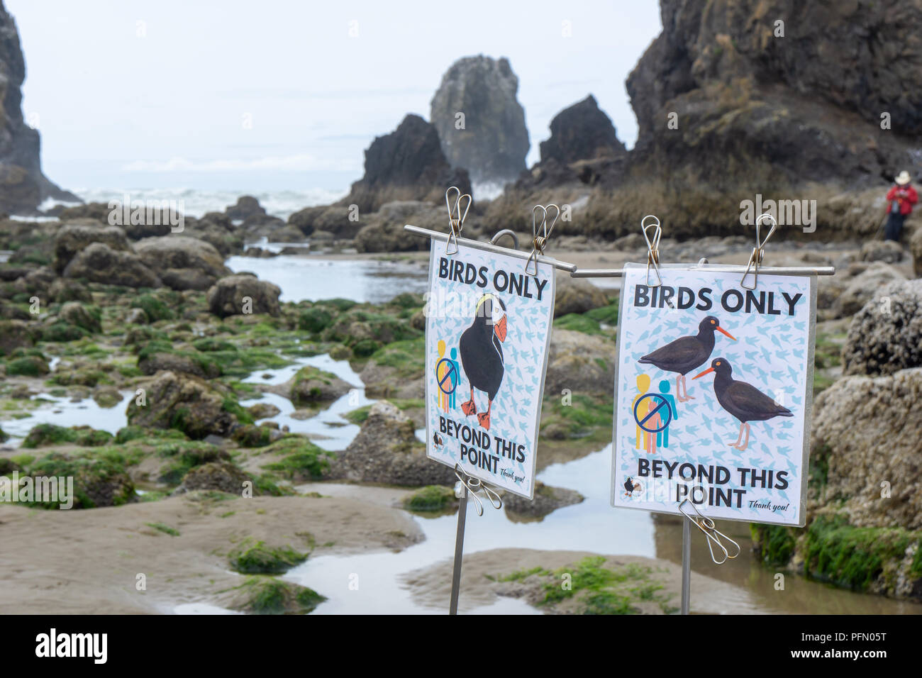 Haystack Rock Awareness Programm Birds Only Signs in order to protect wildlife, Cannon Beach, Oregon Coast, USA. Stock Photo