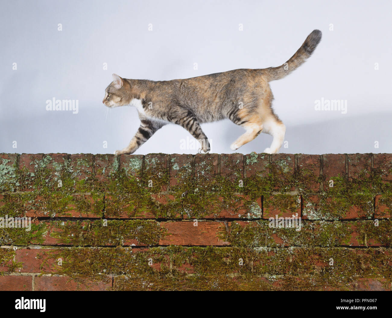 Tabby cat walking across a brick wall, stretching legs out confidently, tail outstretched for balance. Stock Photo