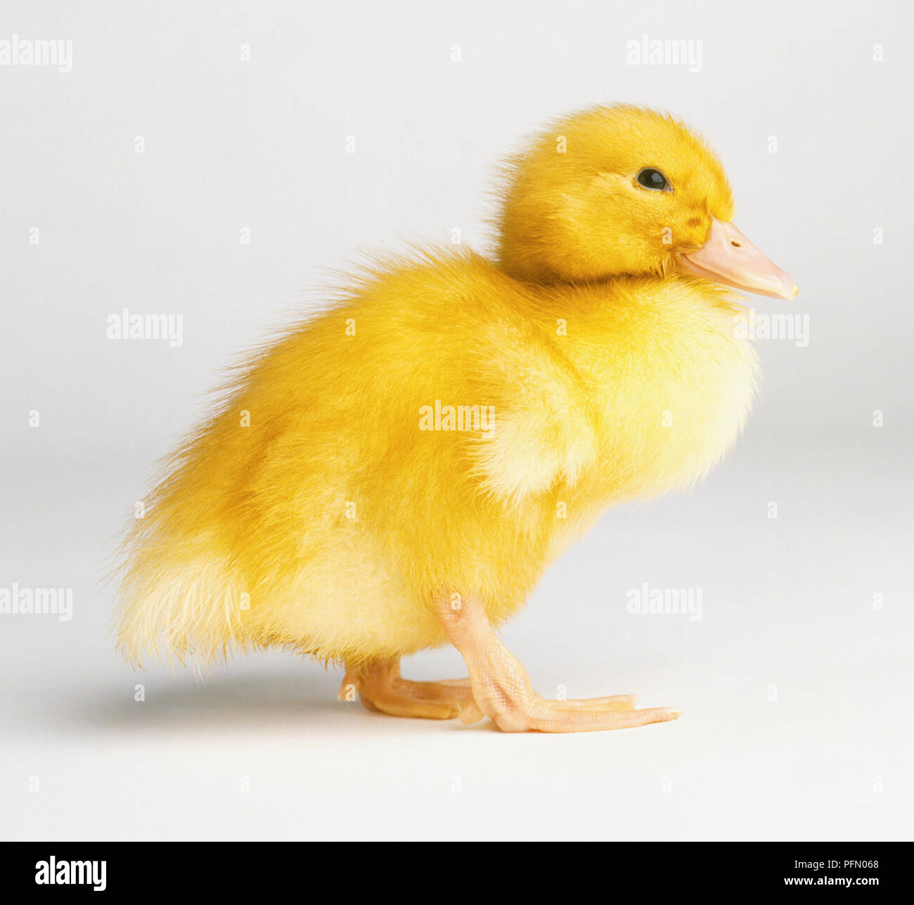 Duckling (Anatidae) walking Stock Photo - Alamy