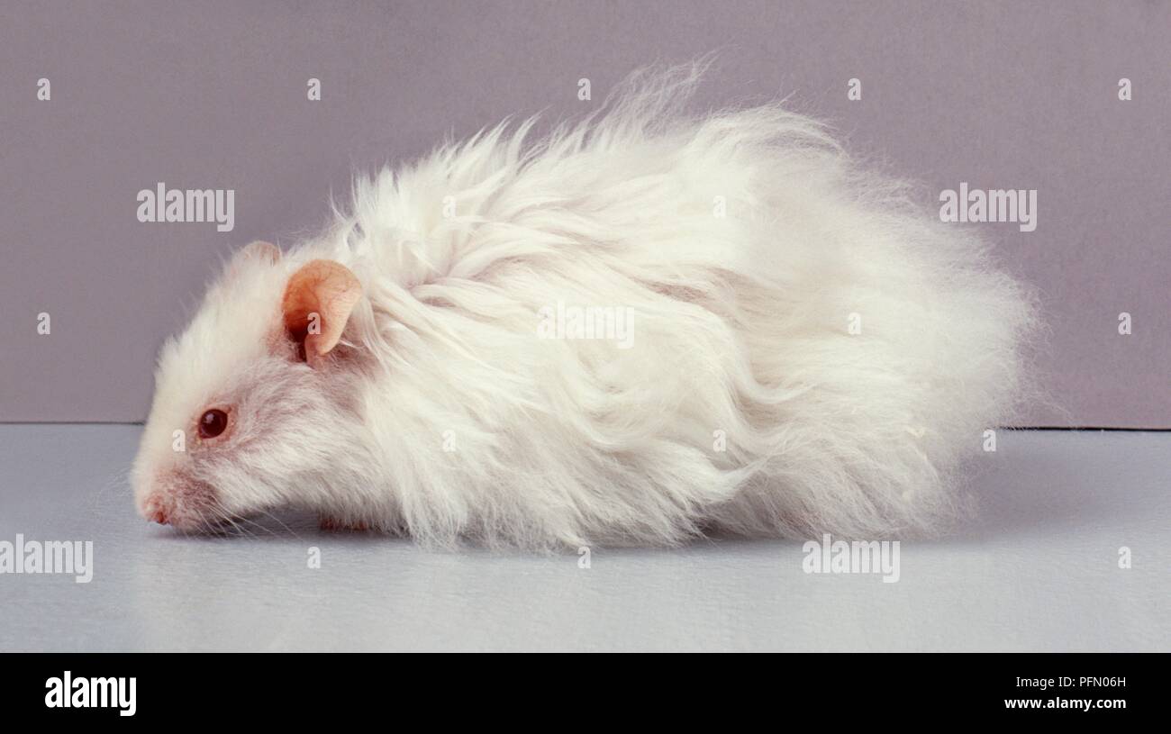 white syrian hamster
