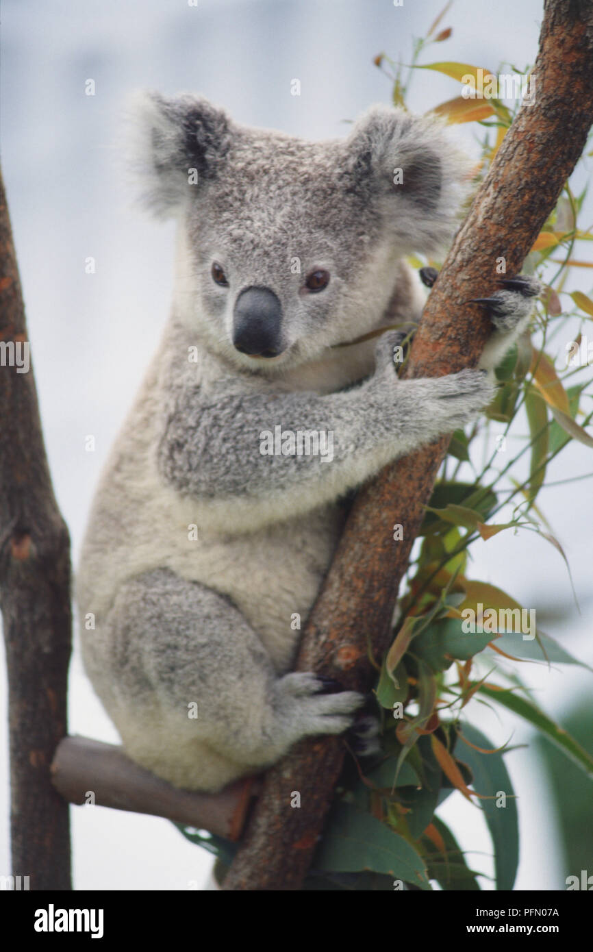 Koala Phascolarctos Cinereus Hugging Tree Branch Stock Photo