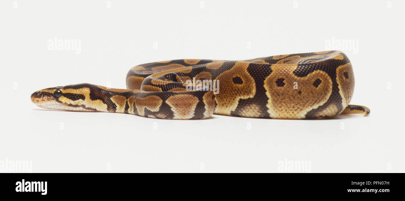 Overhead view of a Royal Python, partially coiled, showing slight ...