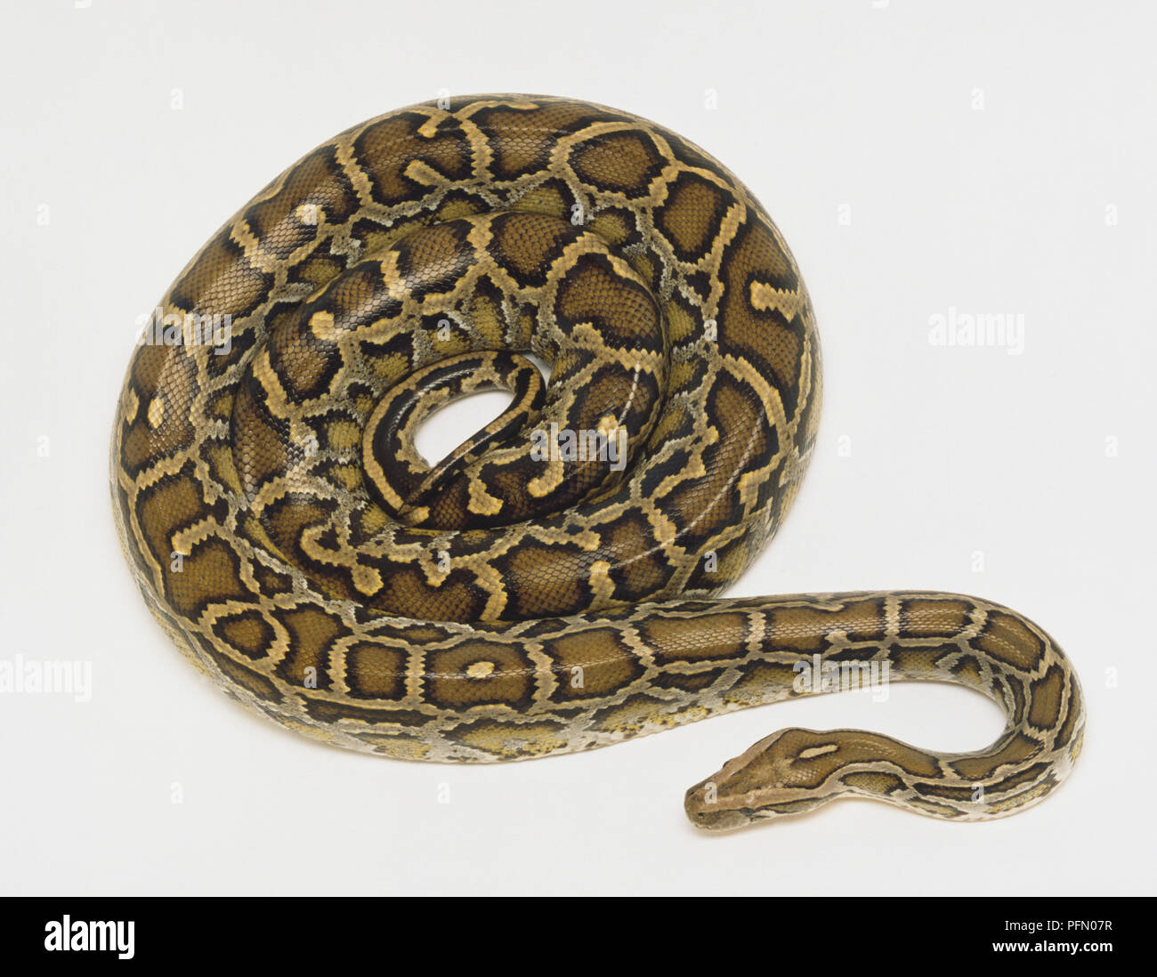 Overhead view of a coiled Burmese Python showing the rich skin colours ...