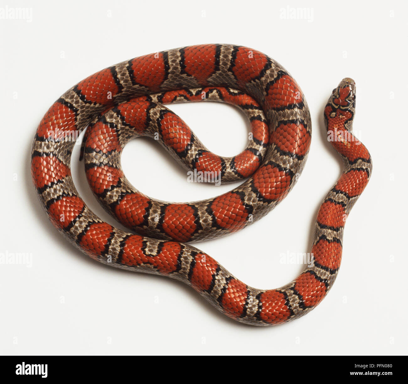 Overhead view of a Mexican King Snake showing red and orange markings shaped like large saddles or narrow crossbars, edged in black with a pinkish background colour. The head has intricate markings. Stock Photo