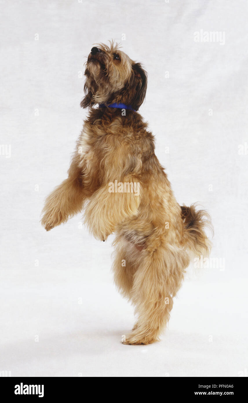 Long-haired tan Dog (Canis familiaris) standing on its hind legs looking up, side view Stock Photo
