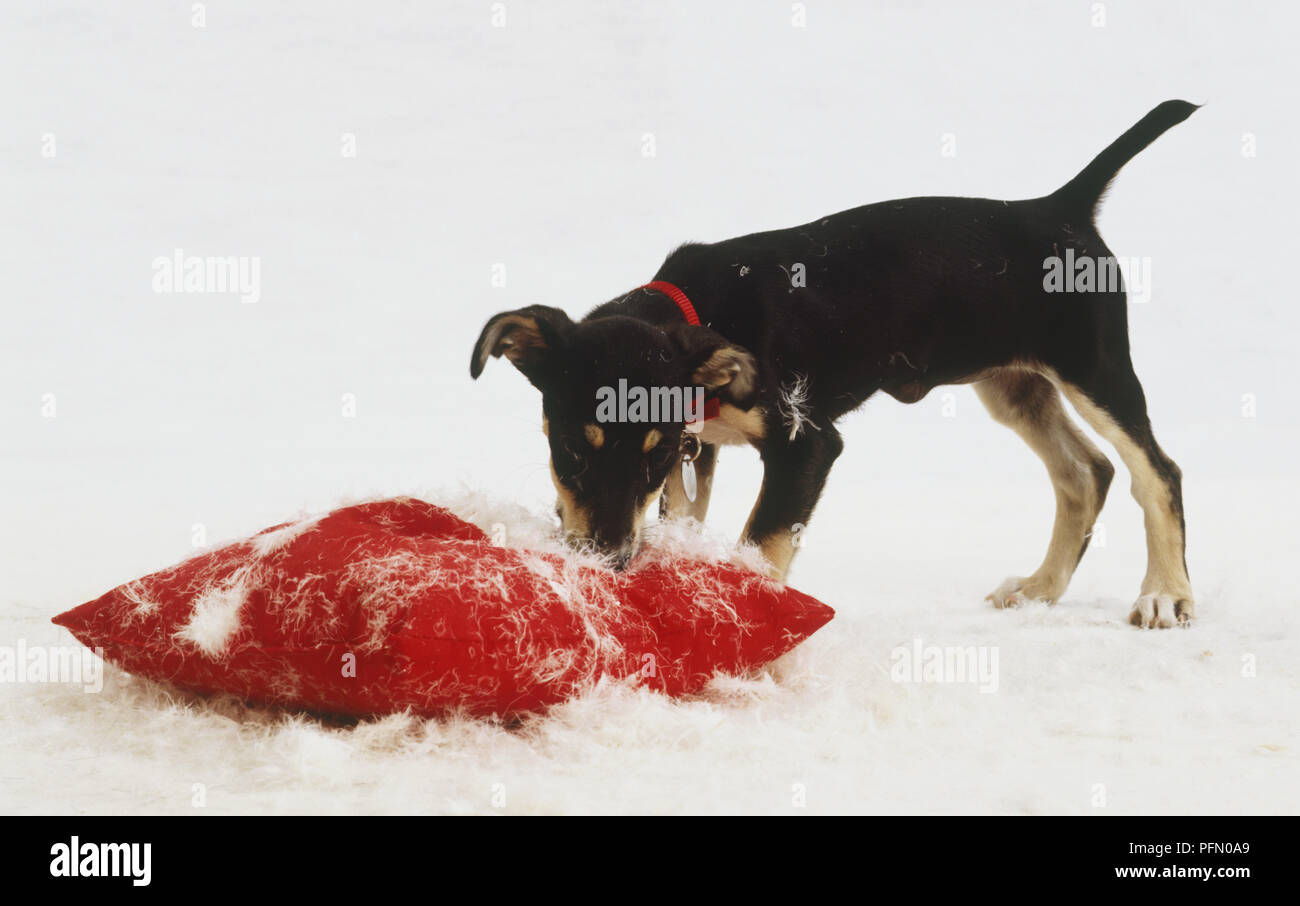 Black and tan Puppy (Canis familiaris) tearing up red cushion, white feathers scattered all around, side view Stock Photo