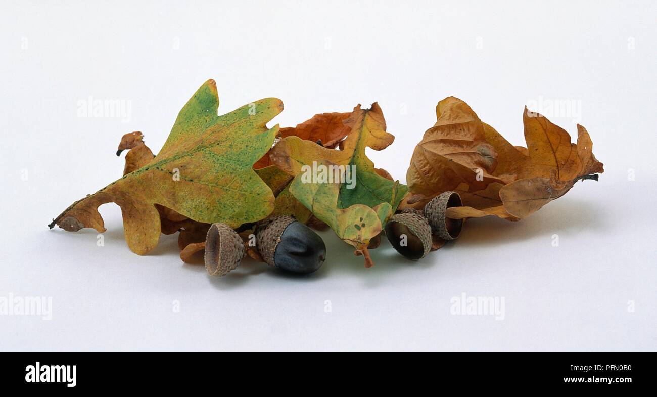 White oak acorns hi-res stock photography and images - Alamy