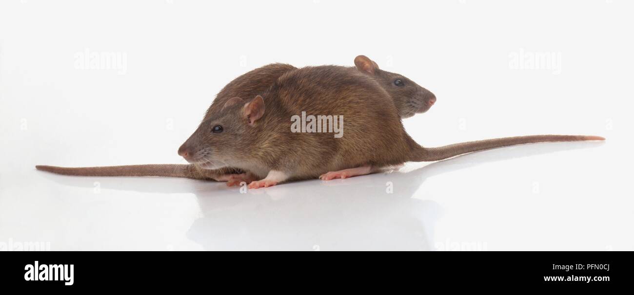 Pair of rats hires stock photography and images Alamy