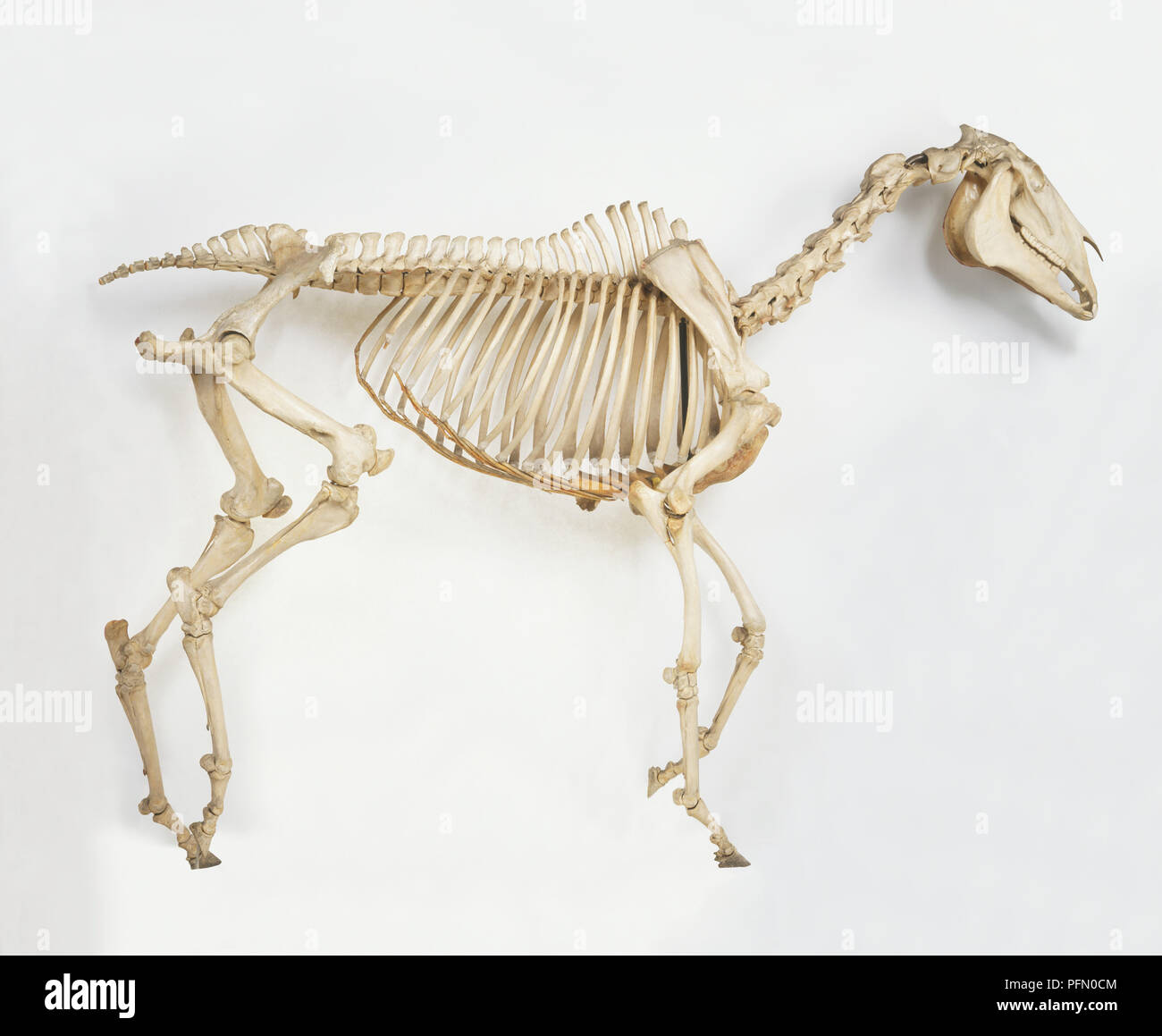 Скелет лошади ребра