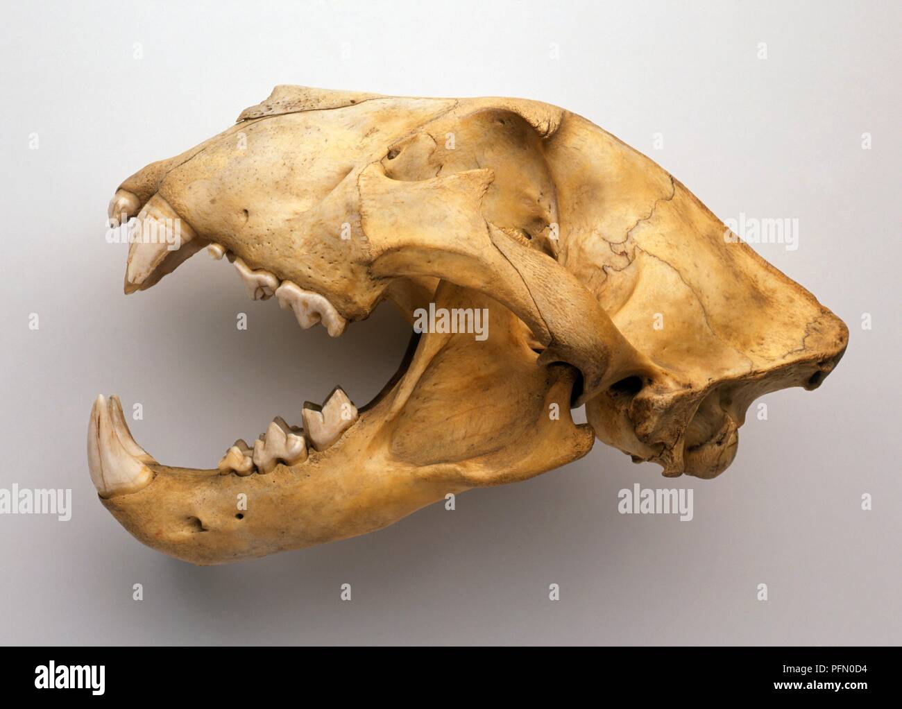 Lion skull, side view Stock Photo