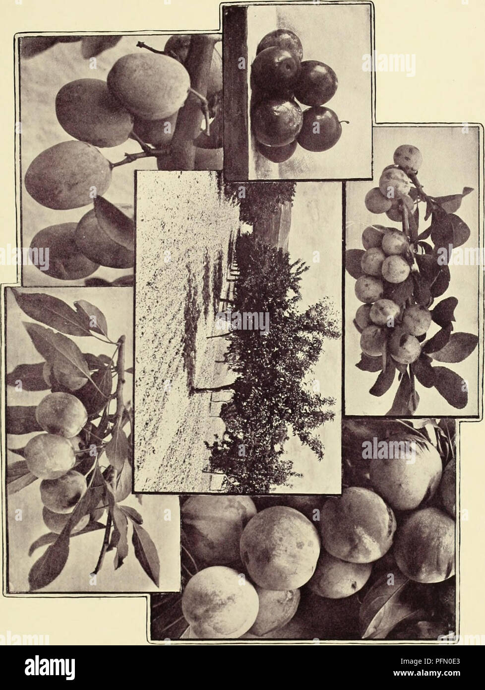 . Cyclopedia of American horticulture, comprising suggestions for cultivation of horticultural plants, descriptions of the species of fruits, vegetables, flowers, and ornamental plants sold in the United States and Canada, together with geographical and biographical sketches. Gardening. . Please note that these images are extracted from scanned page images that may have been digitally enhanced for readability - coloration and appearance of these illustrations may not perfectly resemble the original work.. Bailey, L. H. (Liberty Hyde), 1858-1954; Miller, Wilhelm, 1869-. New York [etc. ] The Mac Stock Photo