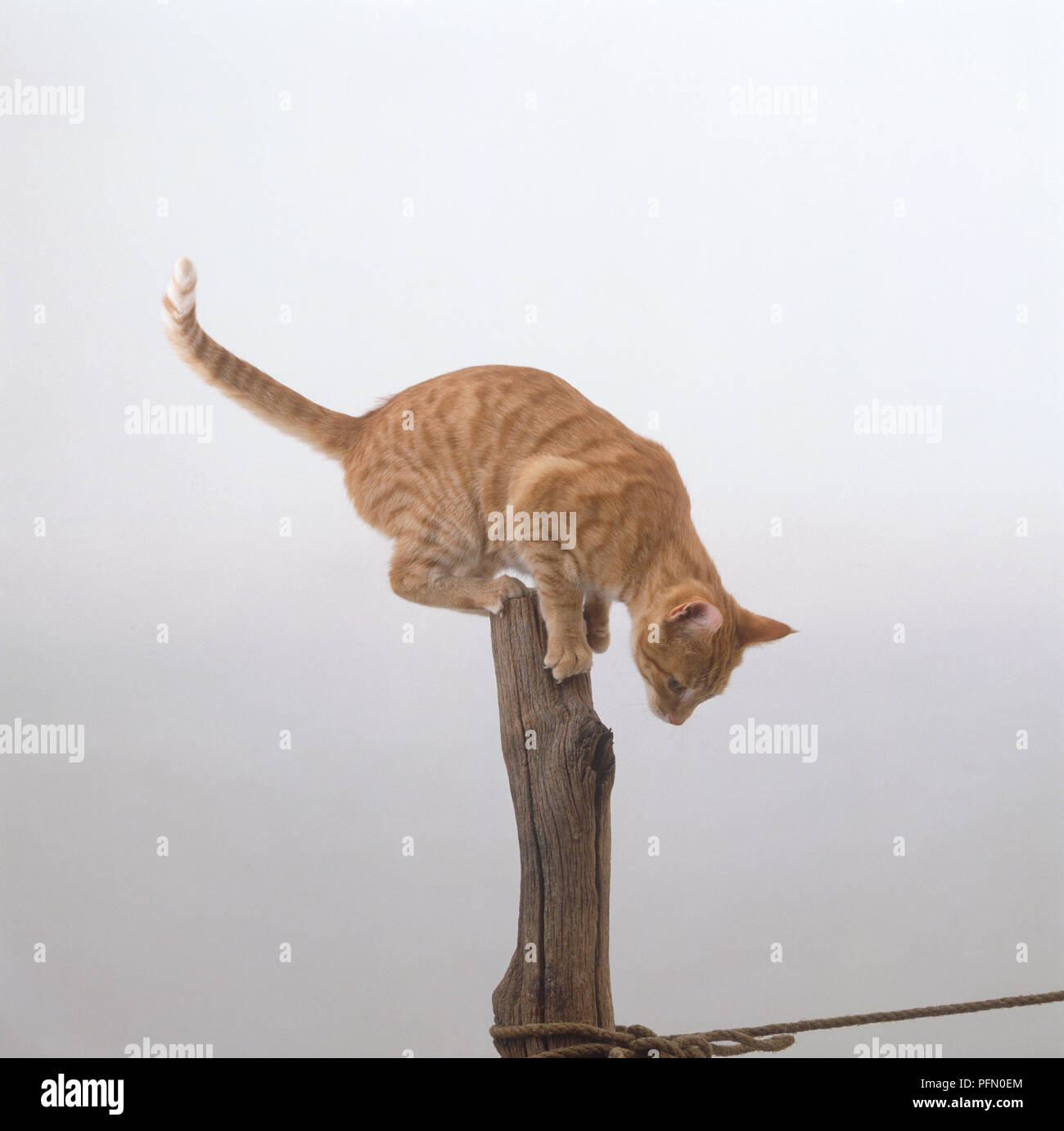 Ginger tabby cat looking down from top of wood post Stock Photo Alamy