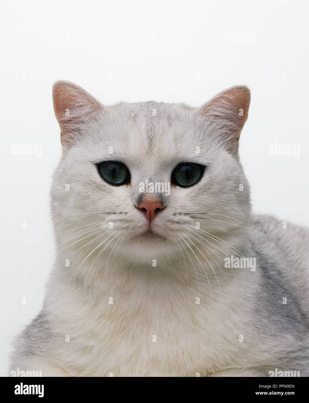 British Tipped shorthair cat, looking at camera Stock Photo