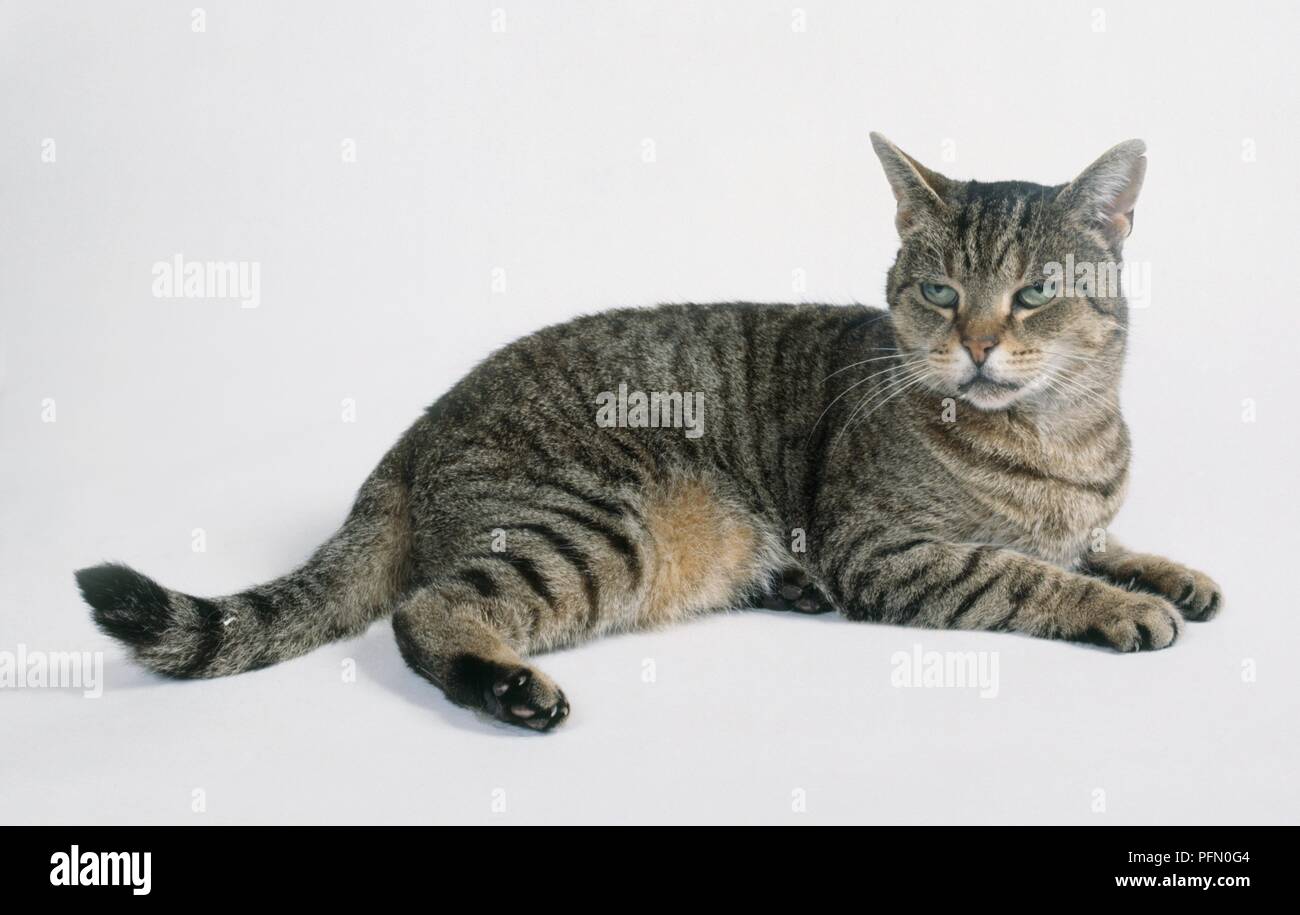 Brown Mackerel Tabby Cat Lying Down Stock Photo 216205700 Alamy