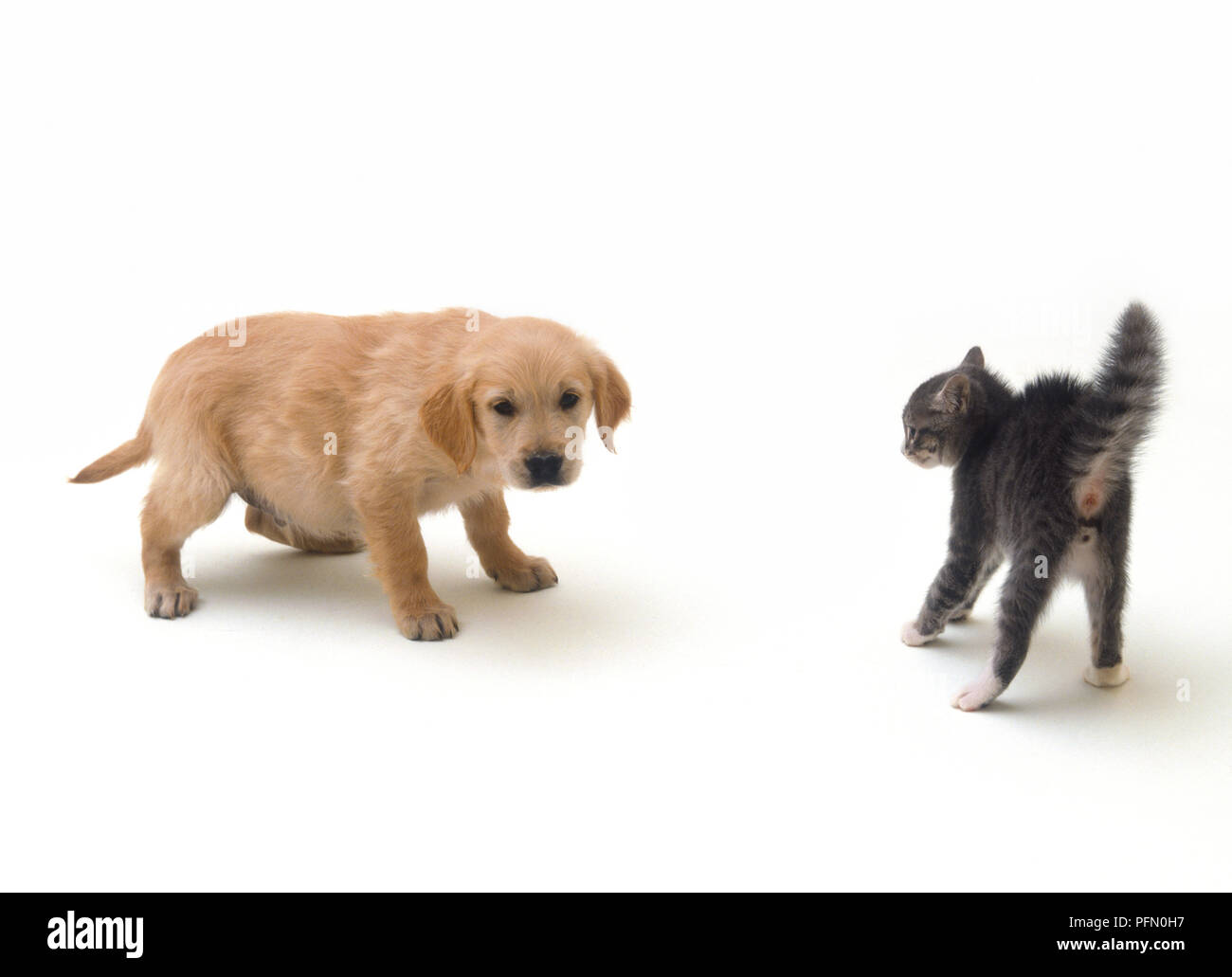 Defensive posture hi-res stock photography and images - Alamy