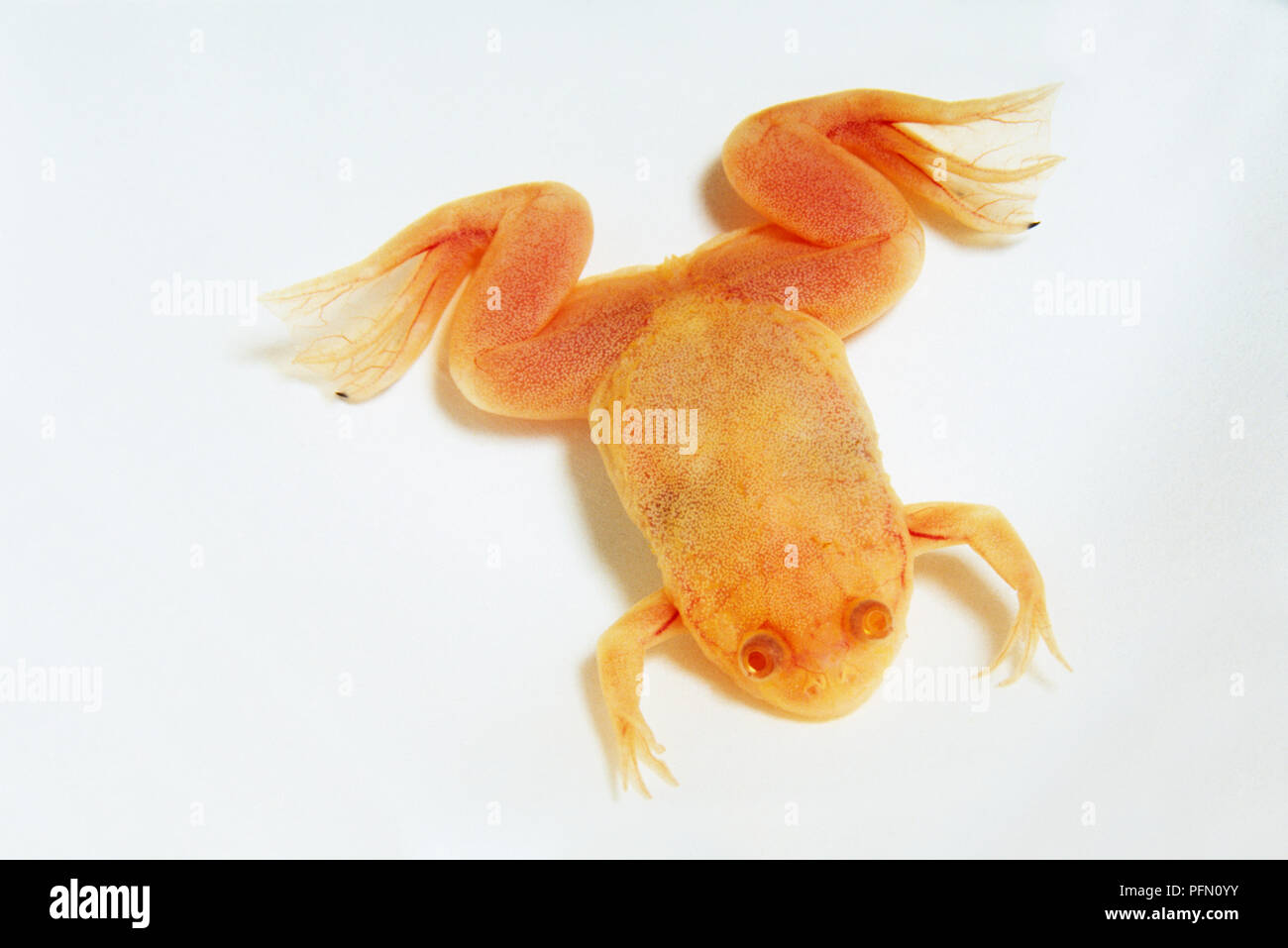 A young, albino African clawed frog (Xenopus laevis), view from above Stock Photo