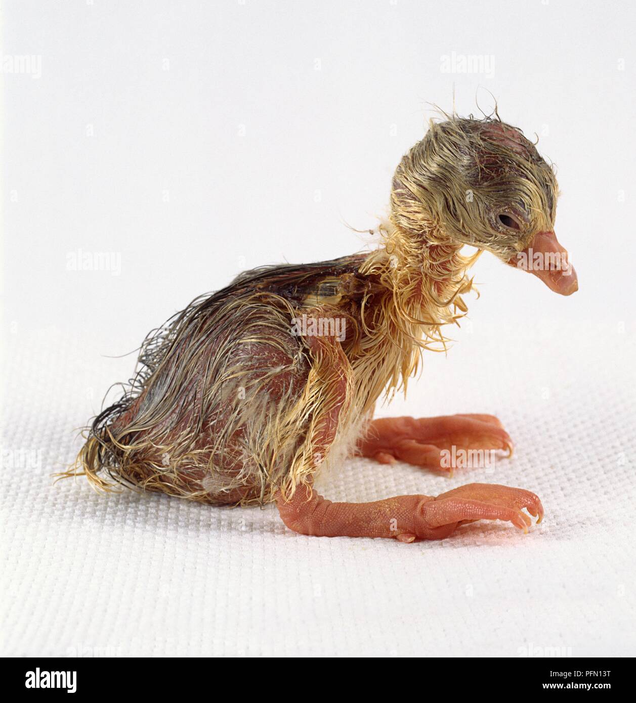 Roman goose, hatchling sitting, side view Stock Photo