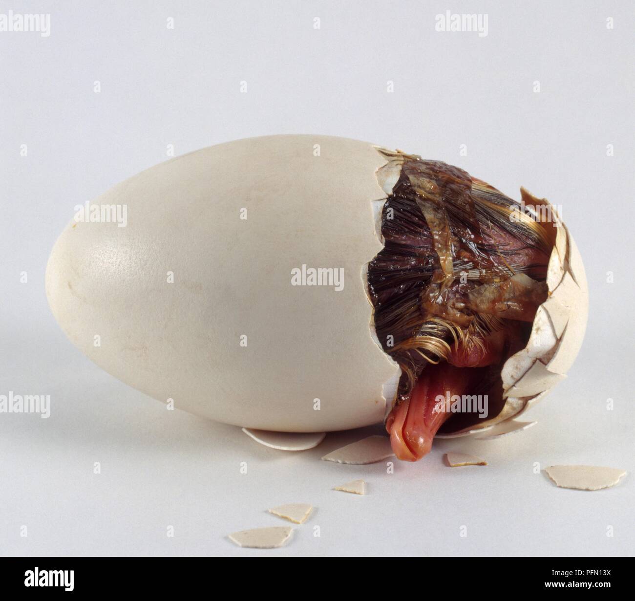 Roman goose, gosling emerging from egg shell Stock Photo