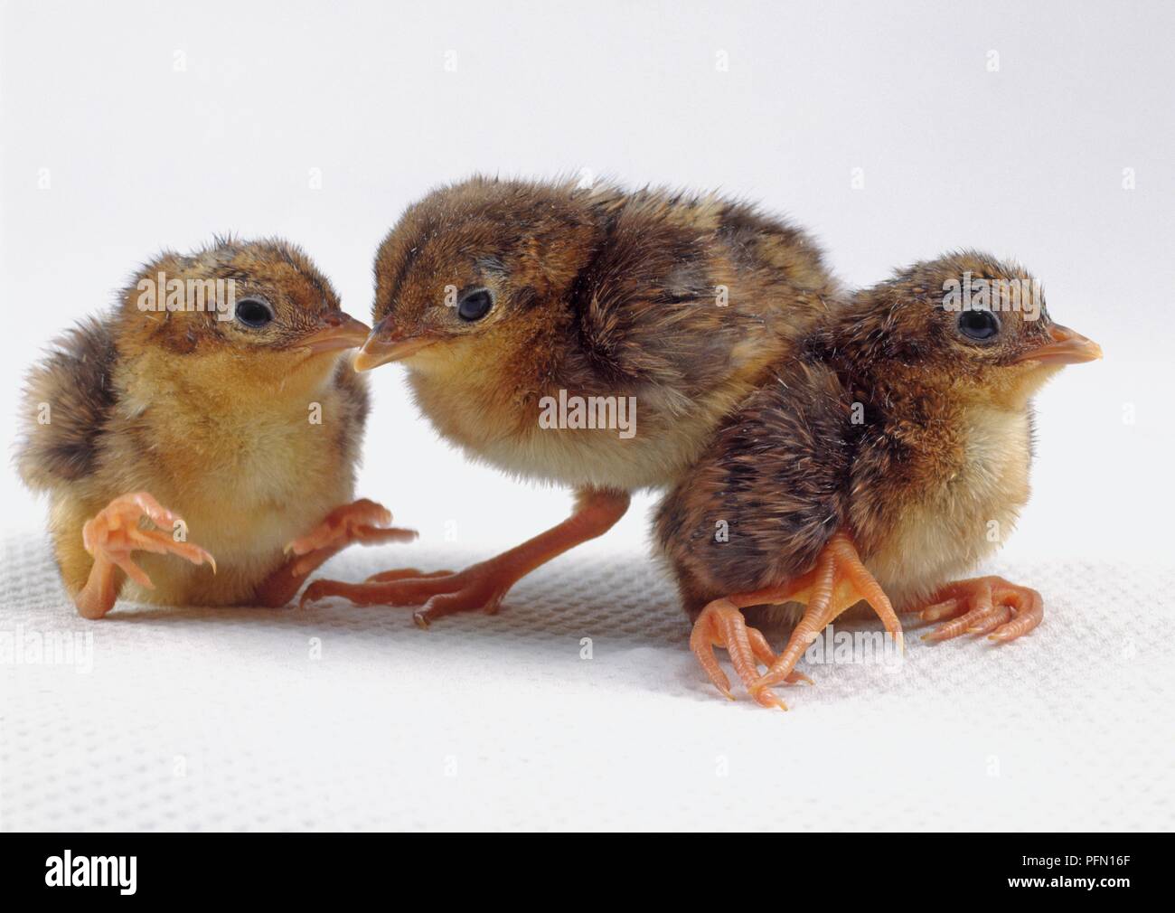 Golden pheasant (Chrysolophus pictus), three chicks Stock Photo Alamy