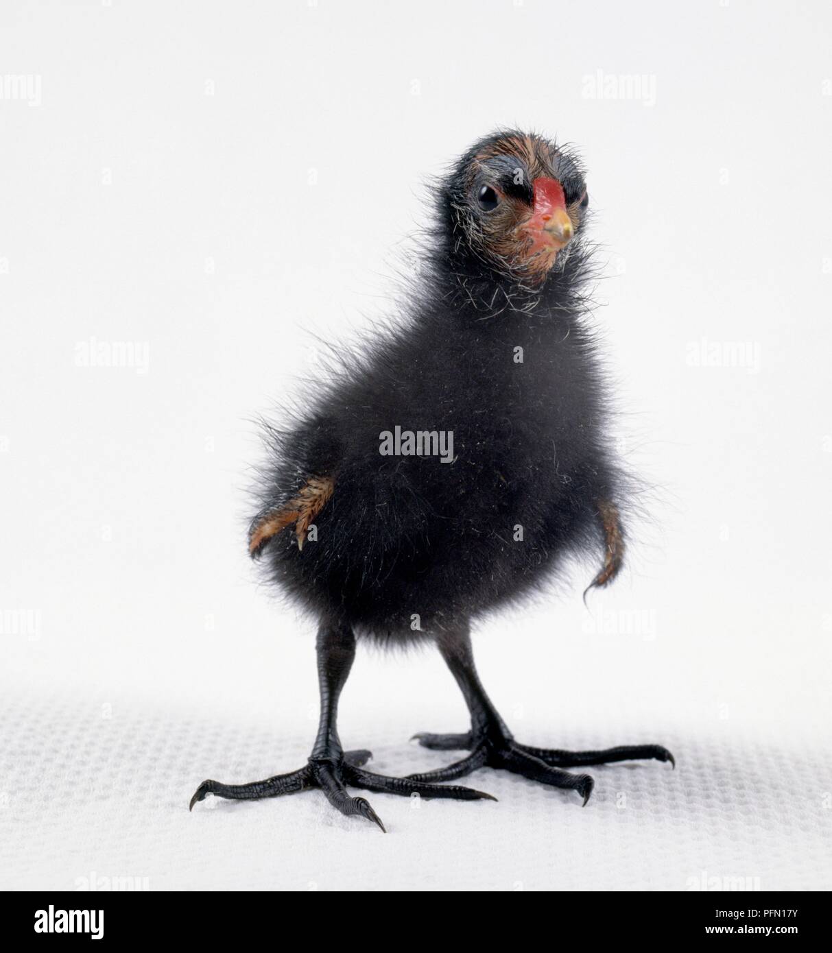Black and white chick hi-res stock photography and images - Alamy
