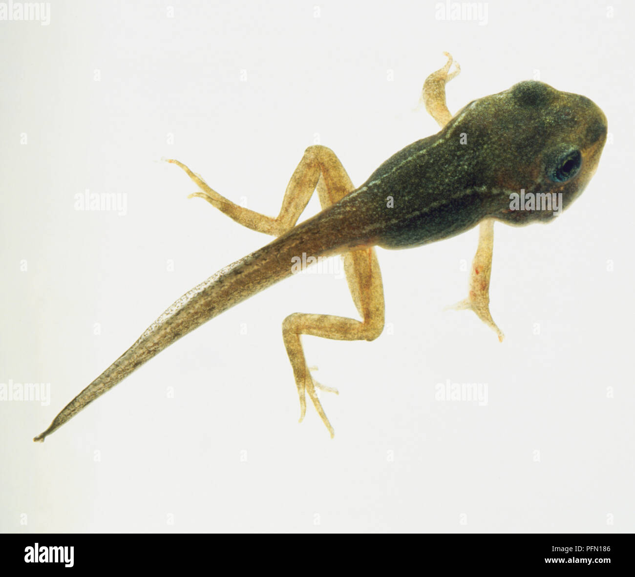 green tadpole with both front and back legs. Stock Photo