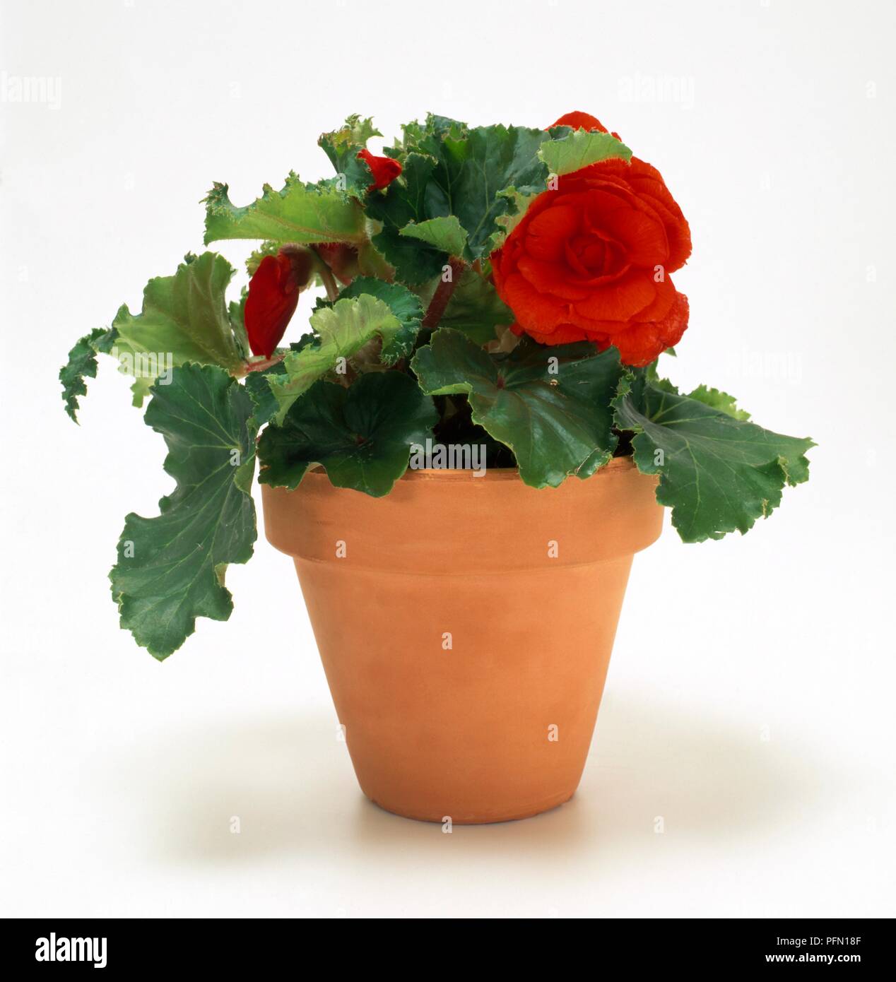 Begonia Non-stop Series (tuberous Begonia Stock Photo - Alamy