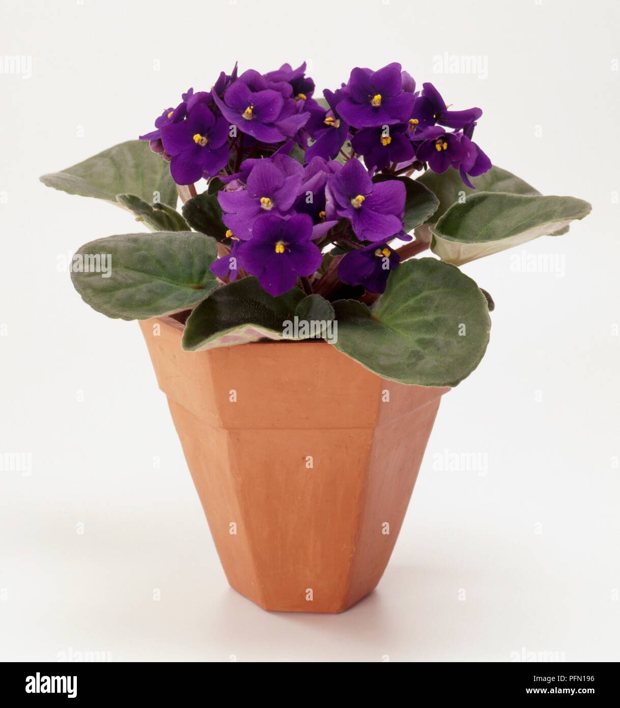 Hexagonal terracotta pot containing African Violet 'Bright Eyes' (Saintpaulia) Stock Photo