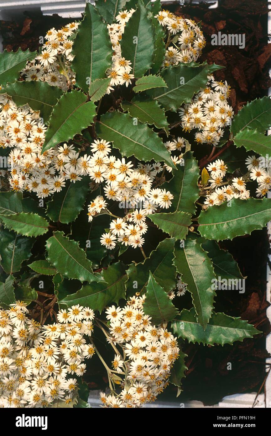 Macrodonta High Resolution Stock Photography and Images - Alamy