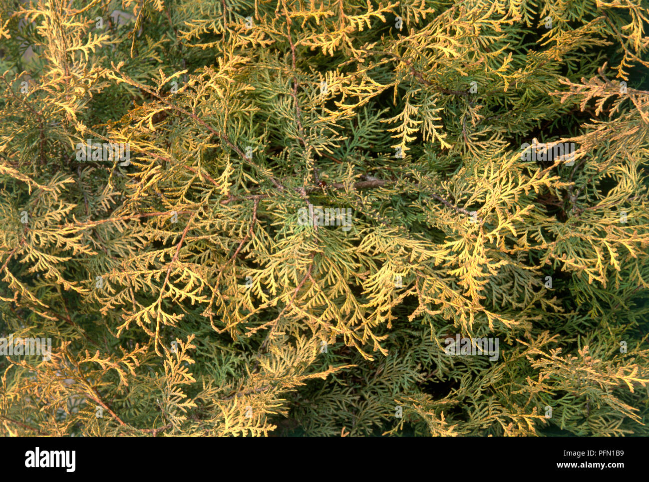 Leaves from Thuja occidentalis 'Rheingold' (Eastern arborvitae), full frame Stock Photo