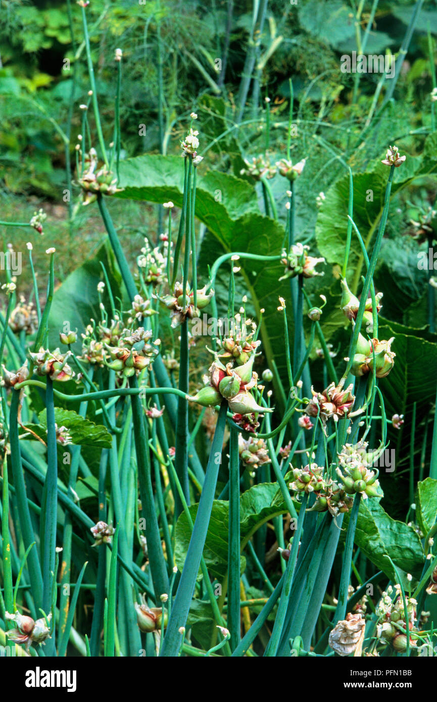 Allium cepa var. proliferum (Onion), small white and pink hermaphrodite