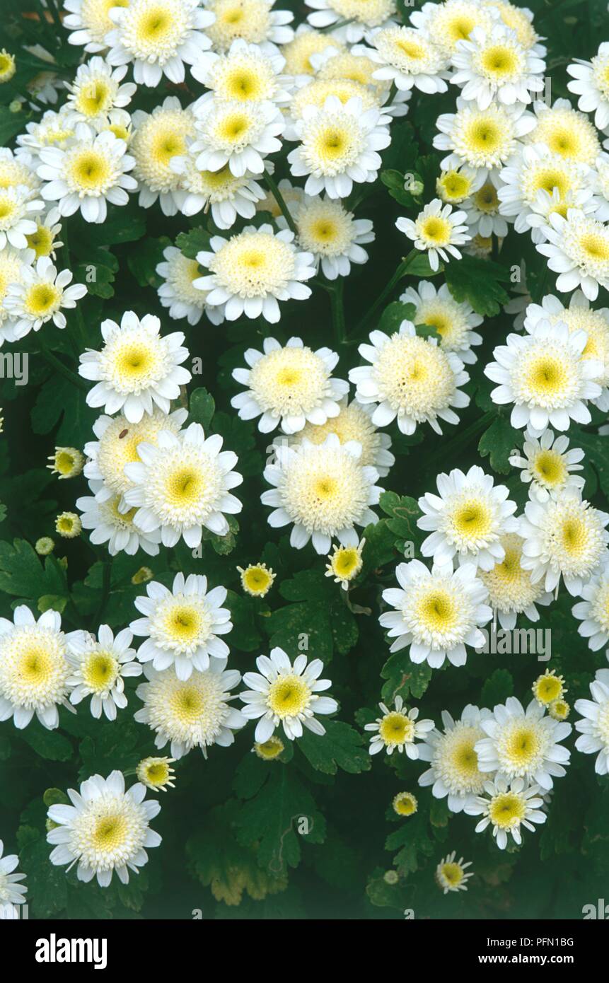 Tanacetum parthenium 'Tom Thumb White Stars' (Feverfew), white and yellow flower heads, close-up Stock Photo