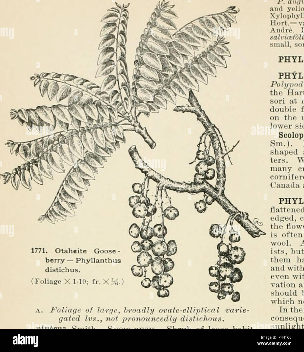 Distichous hi-res stock photography and images - Alamy