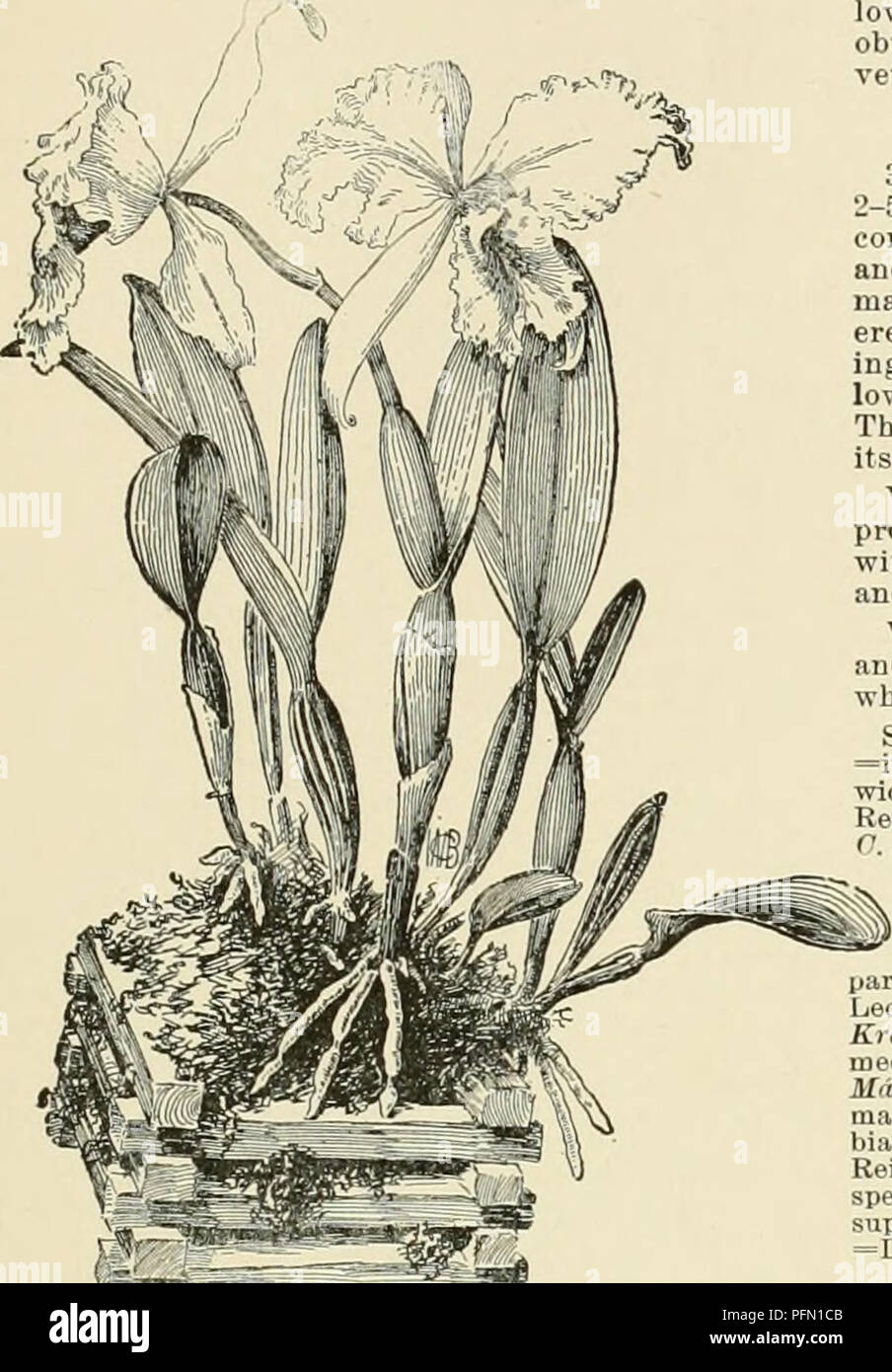 . Cyclopedia of American horticulture, comprising suggestions for cultivation of horticultural plants, descriptions of the species of fruits, vegetables, flowers, and ornamental plants sold in the United States and Canada, together with geographical and biographical sketches. Gardening. CATTLEYA var. Keteleerii, Houlbt.). Lvs. oblong-lanceolate: ra- cemes many-fid.: petals and sepals about equal, the former obovate, the latter narrower, all suffused with rose and spotted with deep crimson ; labellum 3-lobed, lateral lobes white outside, the reflexed apices crimson, midlobe broad, deep crimson, Stock Photo