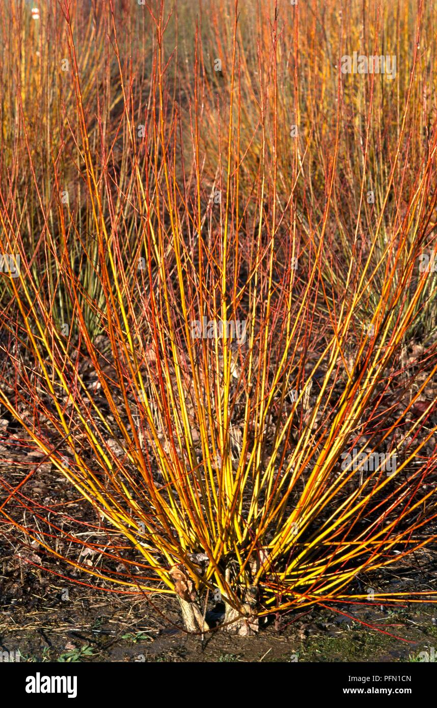 Salix alba var vitellina 'Britzensis' (Golden willow), cultivar with orange-red stems Stock Photo
