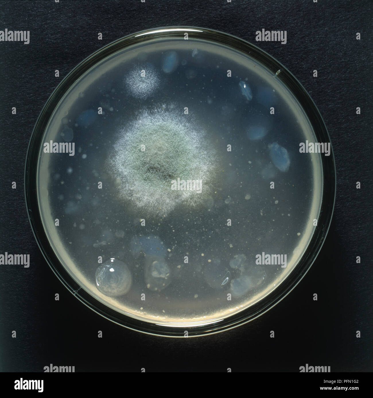 Yeast culture in petri dish, view from above Stock Photo Alamy