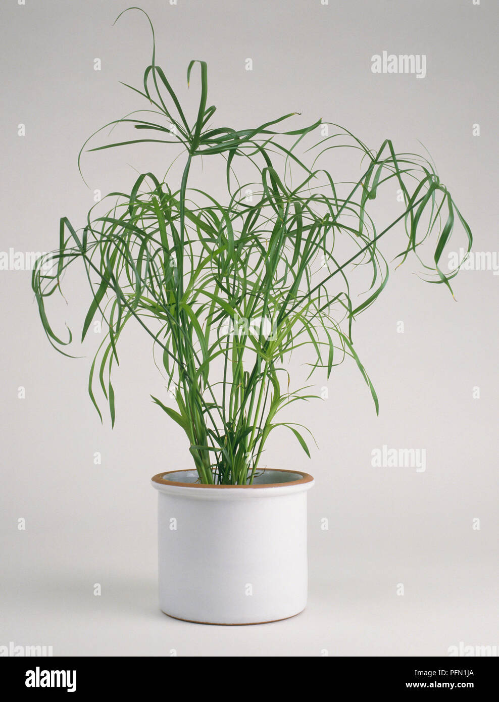 Cyperus alternifolius 'Gracilis' (Umbrella plant) in white ceramic plant pot Stock Photo