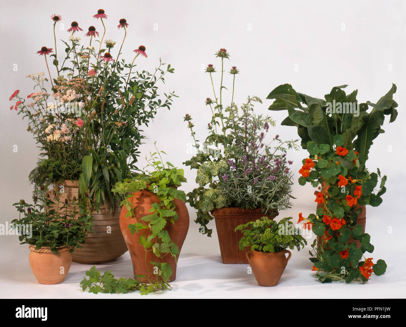 Various plants in plant pots, including Nasturtium, Achillea millefolium  (Yarrow), Echinacea sp. (Coneflower), Amorpha sp. (False indigo Stock Photo  - Alamy