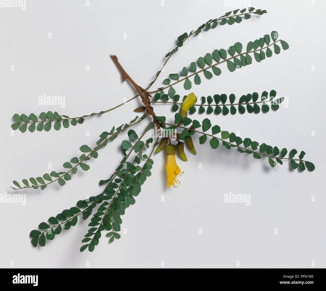 Sophora microphylla (Kowhai), branch with leaves and yellow flowers Stock Photo