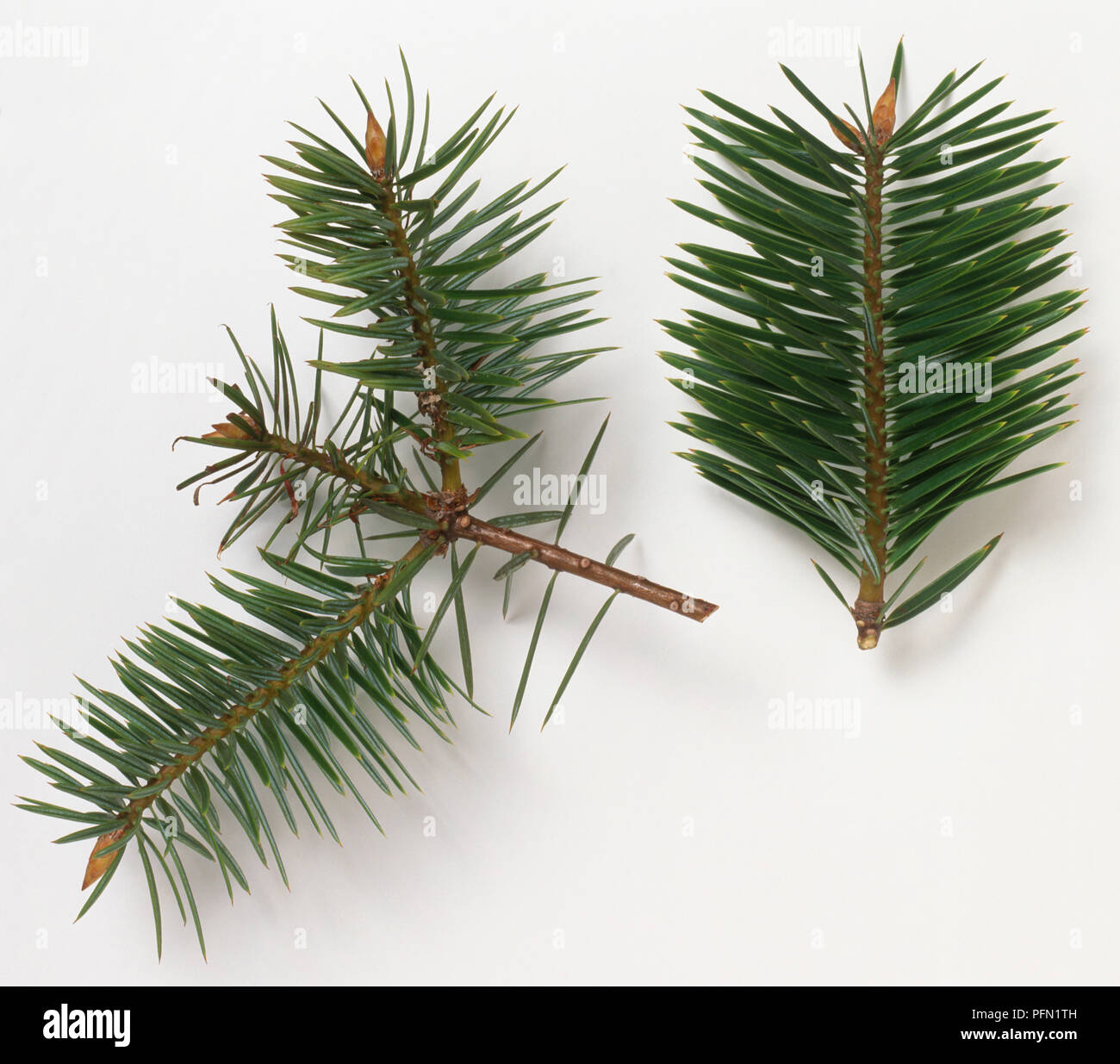 Twigs from Abies bracteata (Bristlecone fir), close-up Stock Photo
