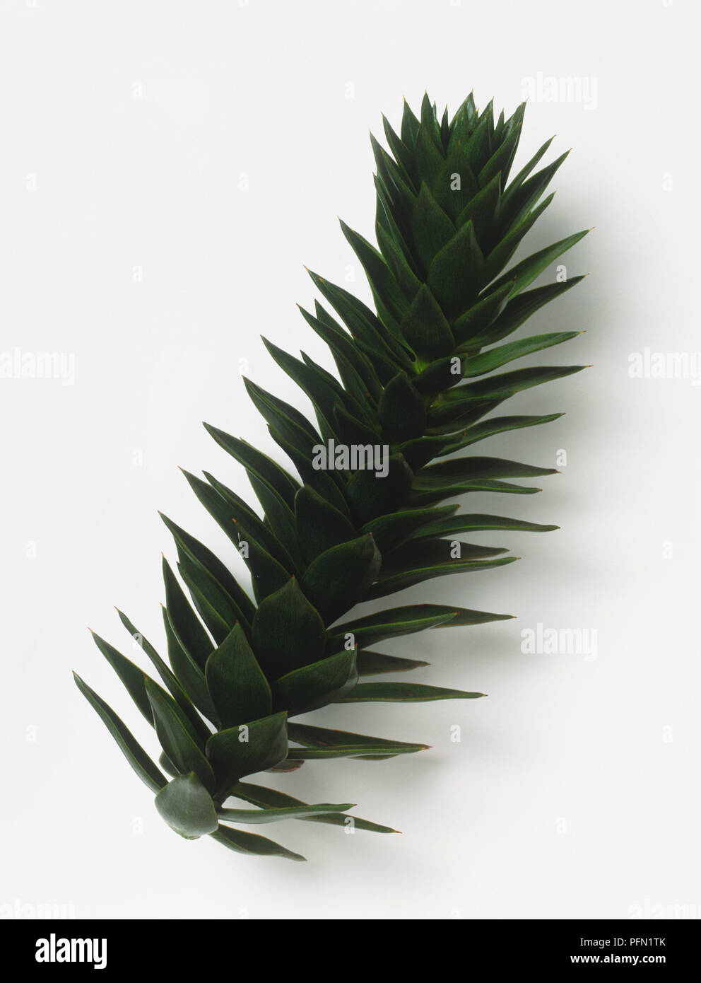 Araucaria imbricata hi-res stock photography and images - Alamy