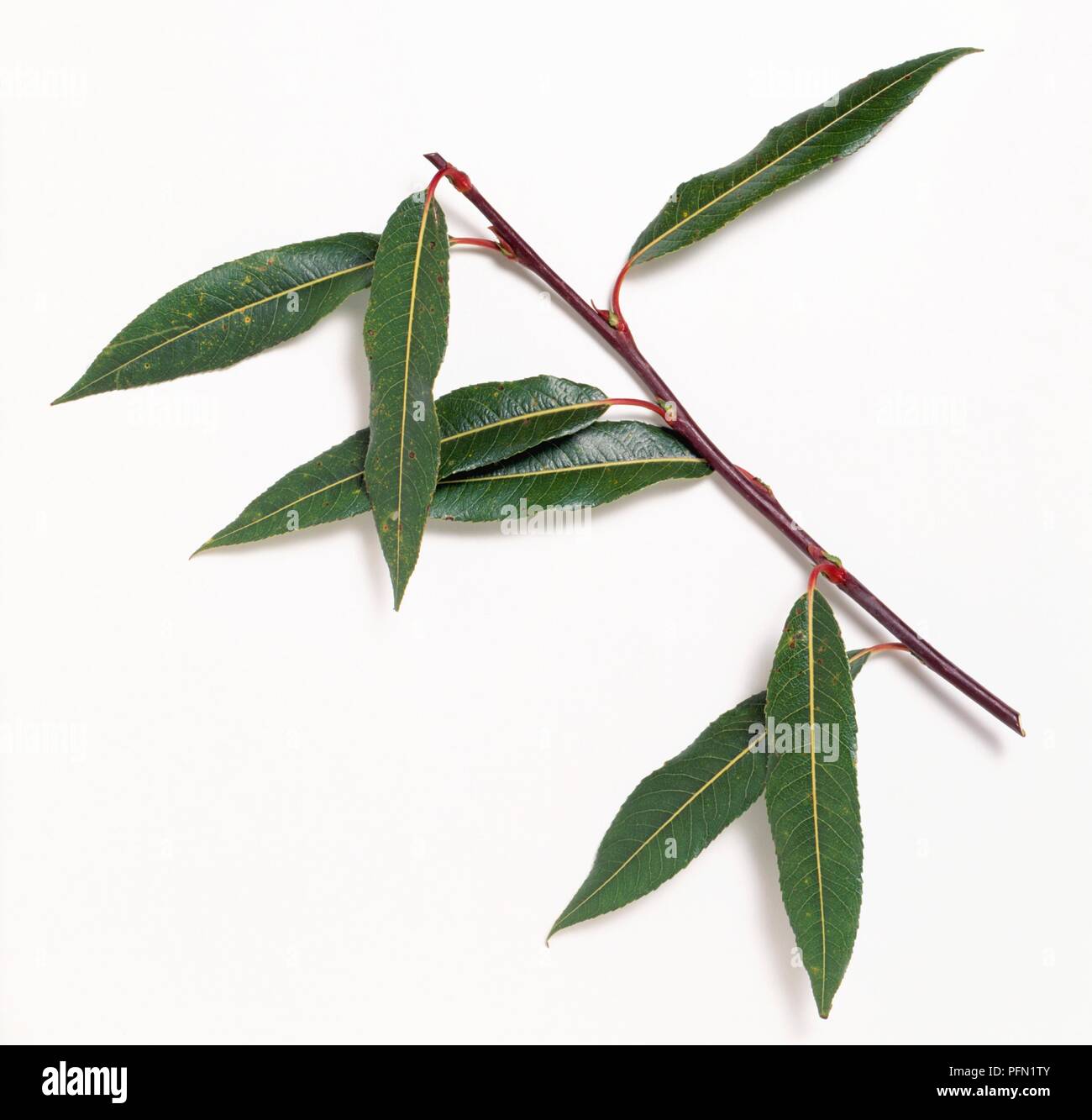 Salix daphnoides (Violet willow), branch with leaves Stock Photo
