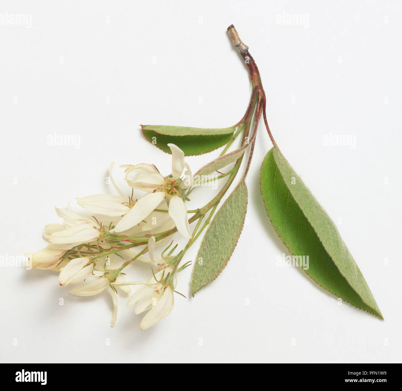 Amelanchier asiatica (Asian serviceberry), branch with white flowers and leaves, close-up Stock Photo
