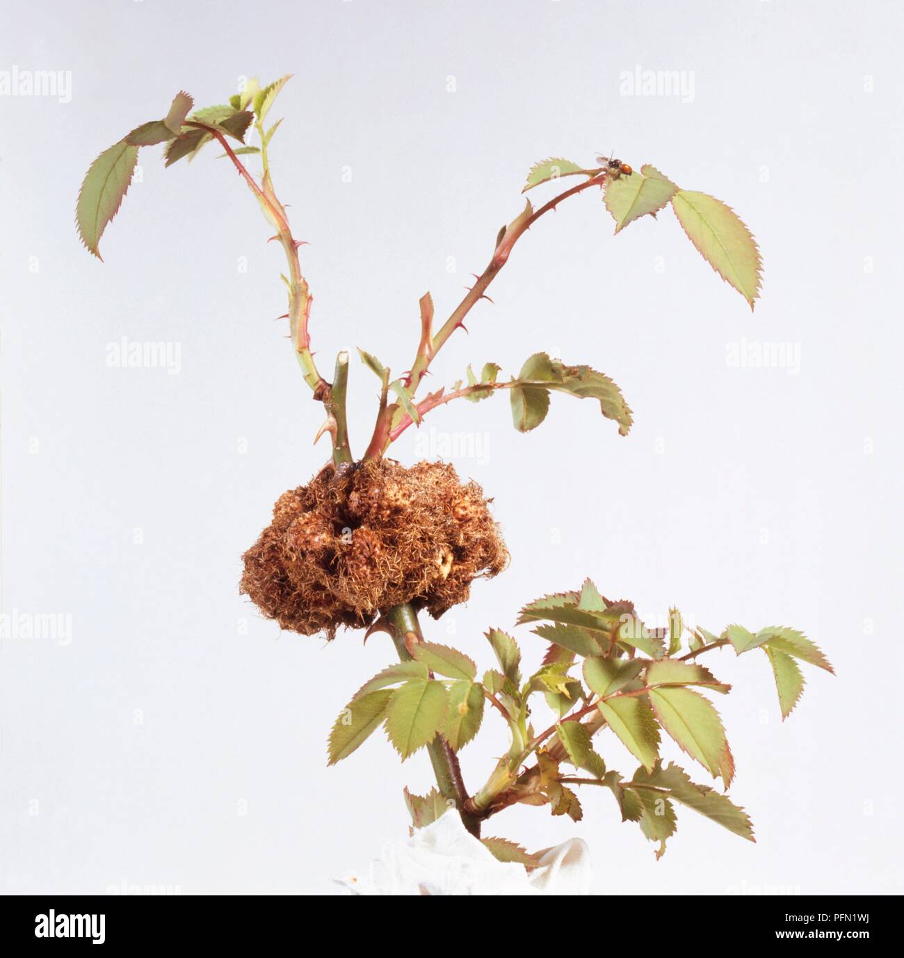 Large ant nest on rose Stock Photo