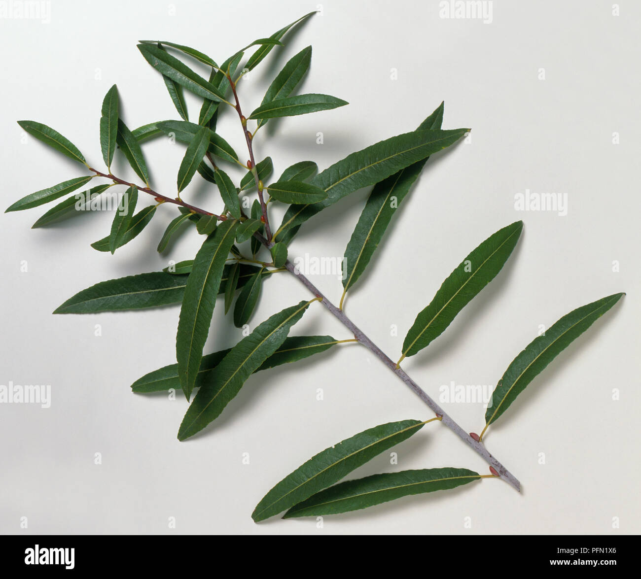Salix daphnoides 'Aglaia' (Violet willow), branch with leaves, close-up Stock Photo