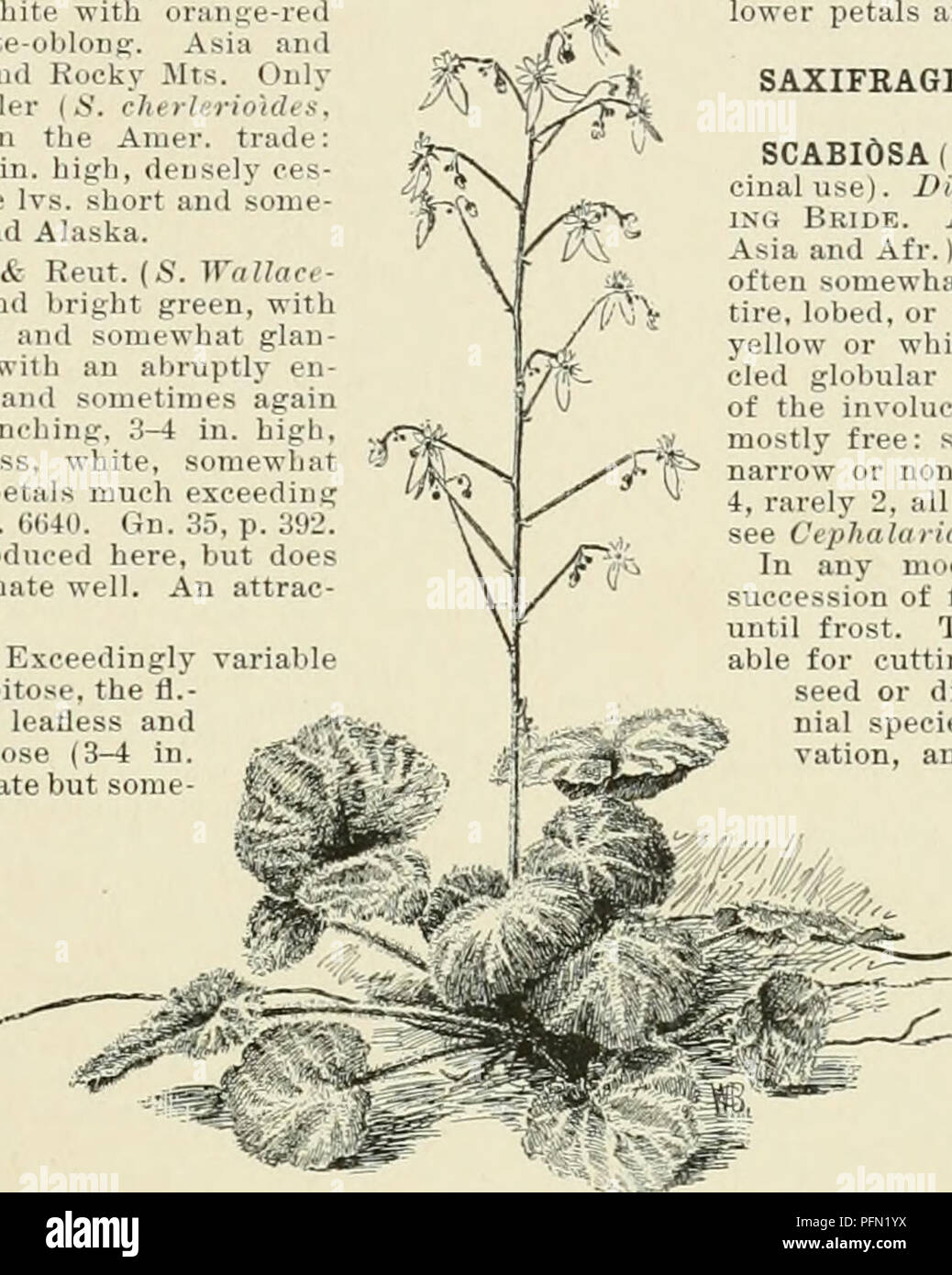 . Cyclopedia of American horticulture, comprising suggestions for cultivation of horticultural plants, descriptions of the species of fruits, vegetables, flowers, and ornamental plants sold in the United States and Canada, together with geographical and biographical sketches. Gardening. SAXIFKAGA onchial s L nn Dwa f and ag'ng p tal Ian olate D n) PI p fwflwdtll htd what spatulat A. a and Ala ka 8 Campds B &amp; R ut (S WalJ d H t ) T f t d an i b gh g n -s i i h fl t h y an I m w d la 1 patula e w th an al uptly la ng end 3 lid i m t n s aga n t th d fl t u b n h ng 3-4 n h gh e fl n a wh t m Stock Photo