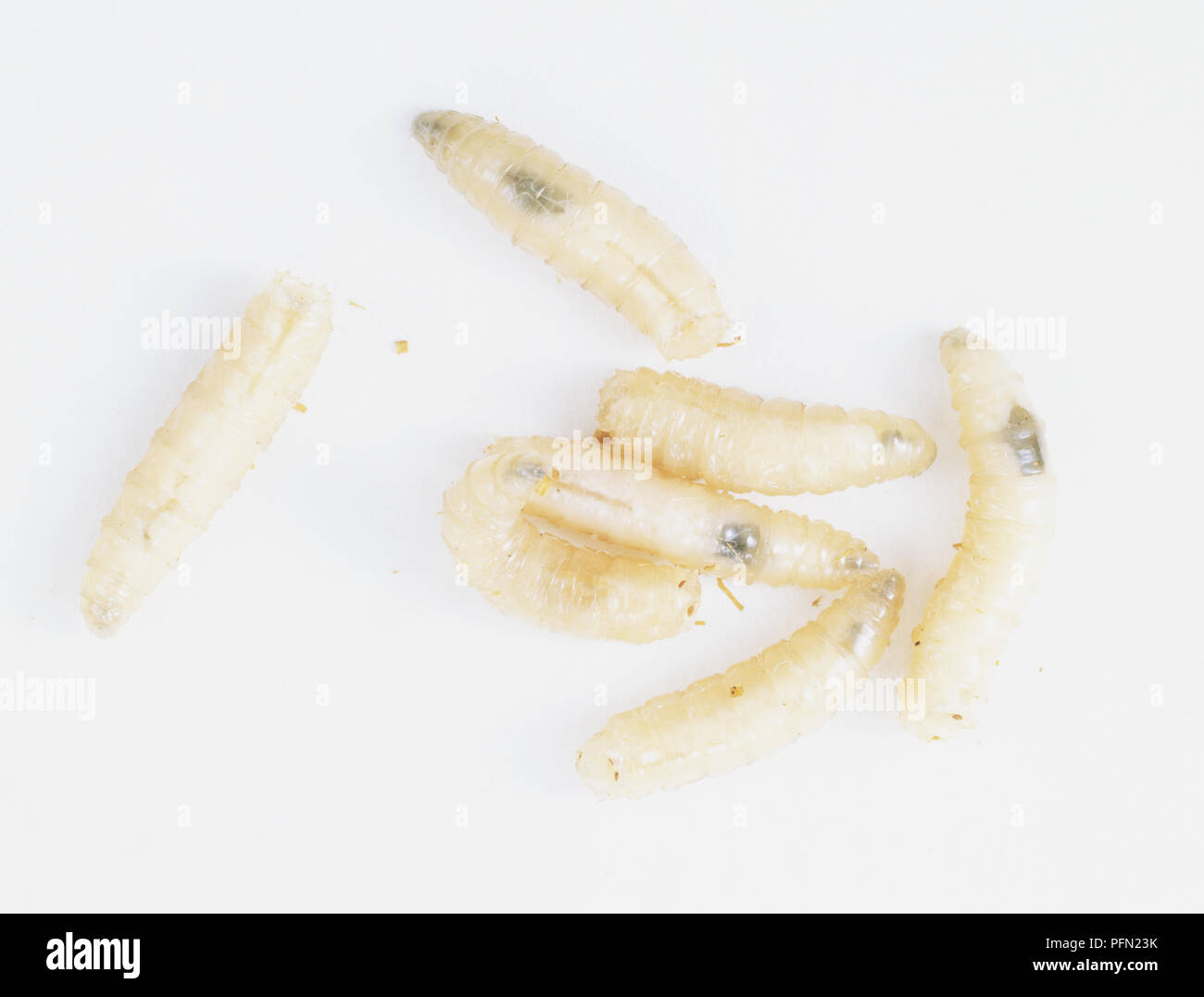 Bluebottle Fly Maggots (Calliphora vomitoria), close up Stock Photo