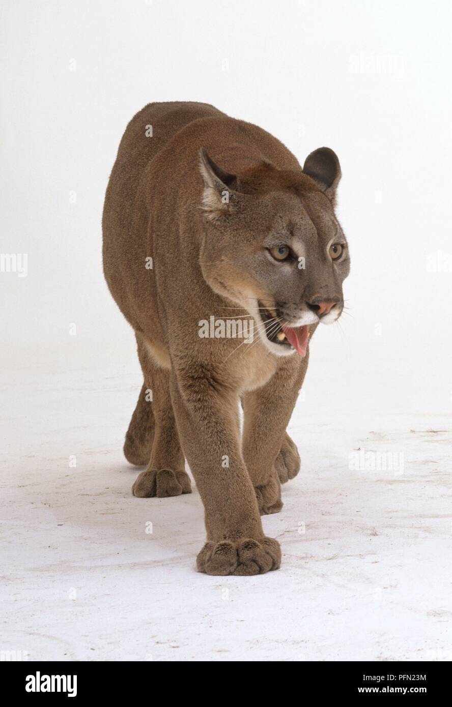 Puma (Felis concolor) walking, front view Stock Photo - Alamy